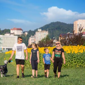 Polje sončnic ob Šaleški cesti