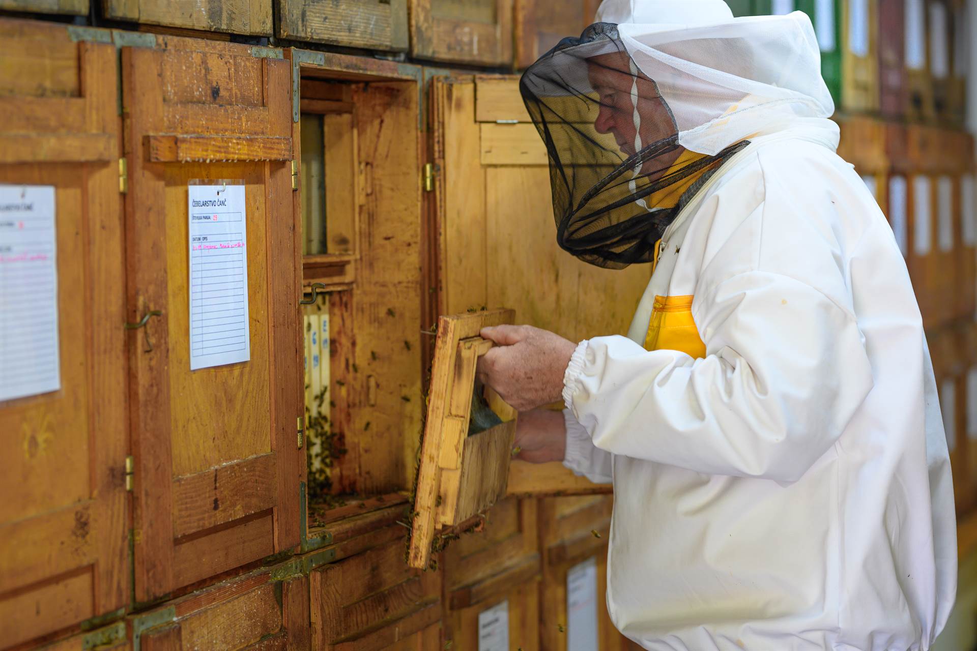 Svetovni dan čebel praznujemo tudi v Šaleški dolini