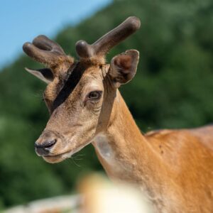Lampercek-06-visitsaleska