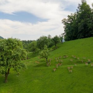 Lampercek-21-visitsaleska