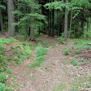 Lepa njiva – Mozirje – Suha – Ston – Golte – Smrekovec