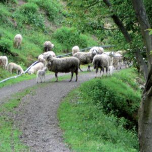 Šenbric – Graška gora – Velunjski graben – Reštovnik – Gnojičnik – Šoštanj