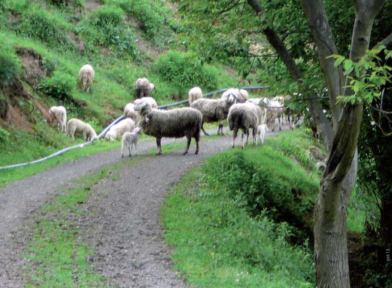 Šenbric – Graška gora – Velunjski graben – Reštovnik – Gnojičnik – Šoštanj