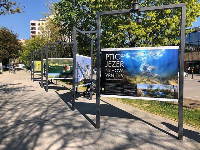 Fotografska razstava »Ptice jezer, njihova vrnitev«