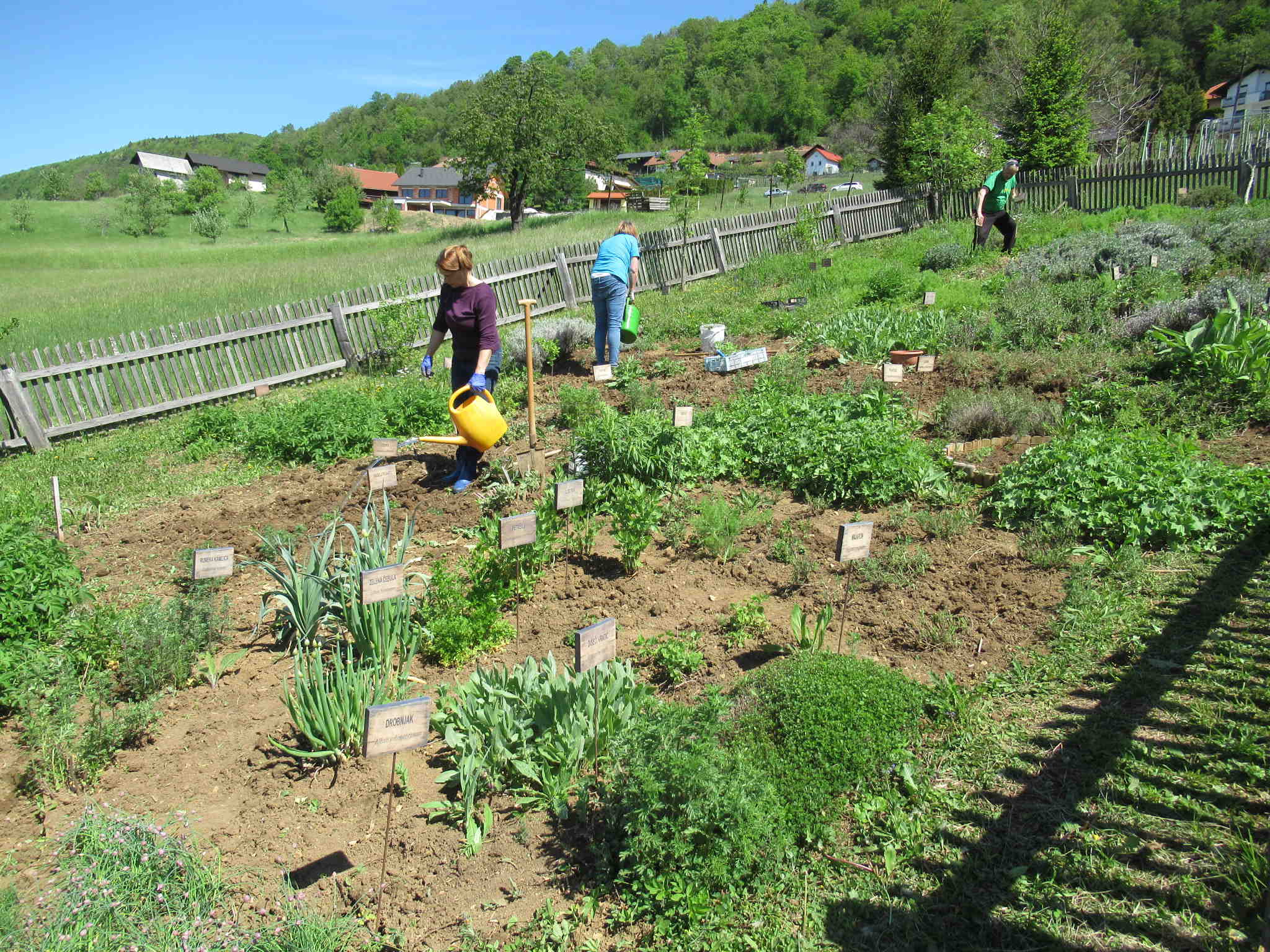 Dela na vrtovih Društva zeliščarjev Velenje