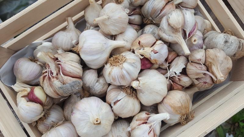 Društvo zeliščarjev Velenje svetuje kako in kdaj pobrati semena na domačem vrtu