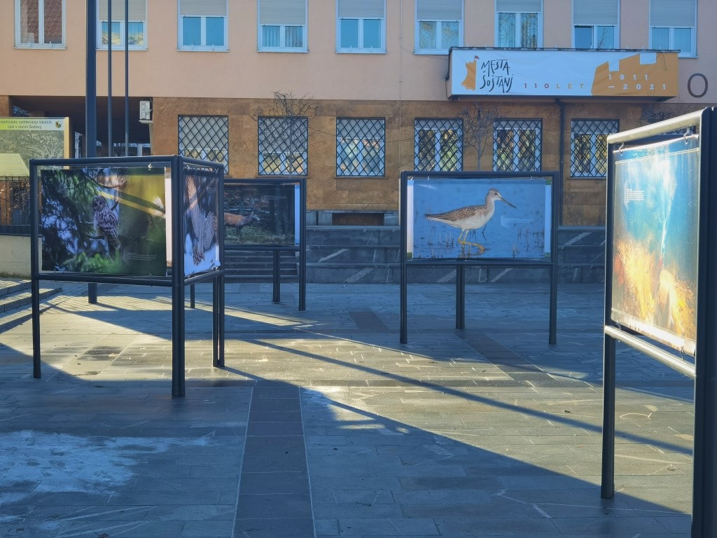 Živali v občini Šoštanj skozi objektiv Mateja Vraniča