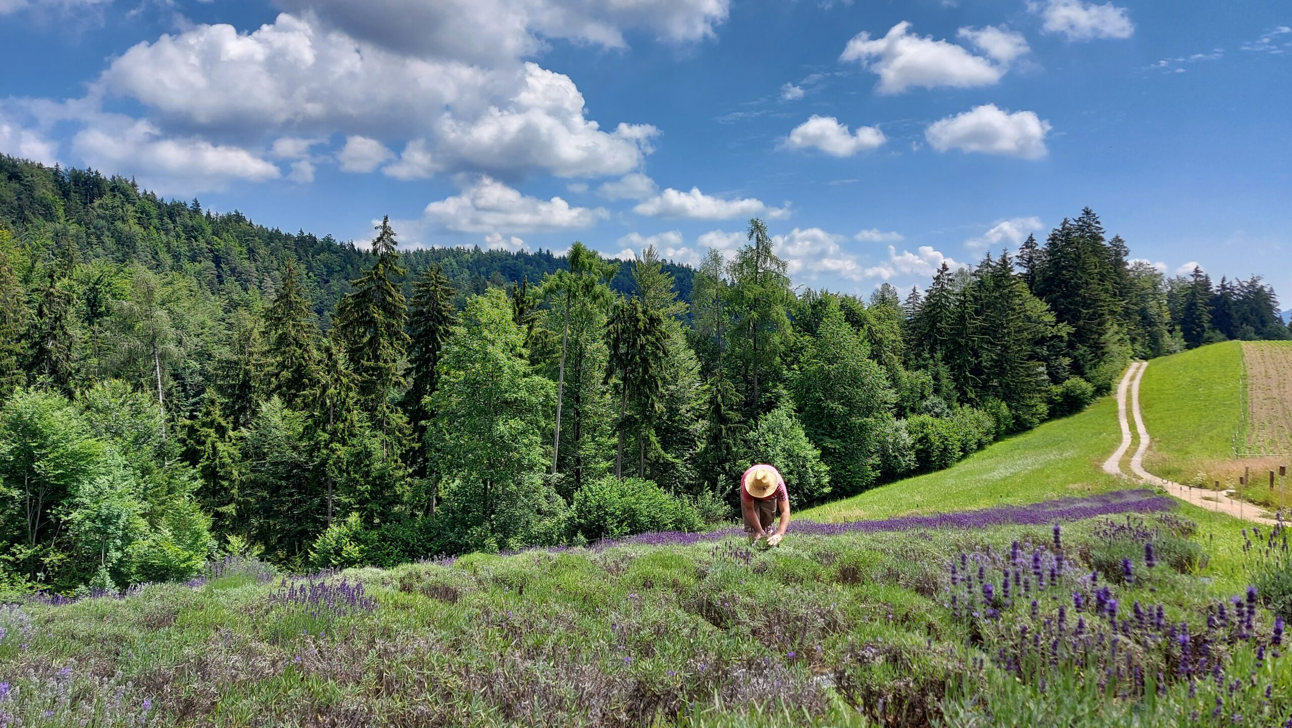 Ali ste vedeli… BLUE HILL