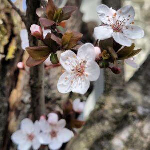 Kam ta teden v Šaleški dolini