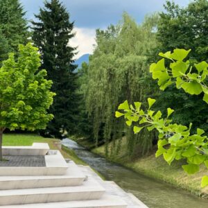 Okrogla miza o pomenu gozdnih območij v Velenju