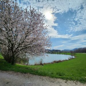 Kam ta teden v Šaleški dolini?