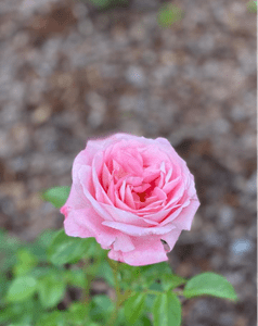 Ali ste vedeli ... Vrtnica 