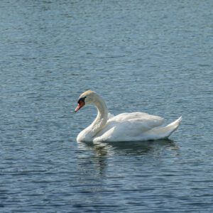 Kam ta teden v Šaleški dolini?