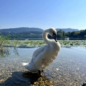 Kam ta teden v Šaleški dolini?