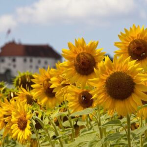 Velenje in Staro Velenje med finalisti akcije Moja dežela 2024