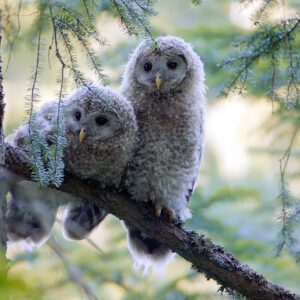 Film Mateja Vraniča: Bojevita kraljica noči