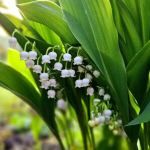 Pomlad v Šaleški dolini – maj, dobrodošel. Dogodki in doživetja z Zavodom za turizem Šaleške doline