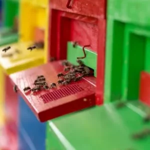 Svetovni dan čebel praznujemo tudi v Šaleški dolini