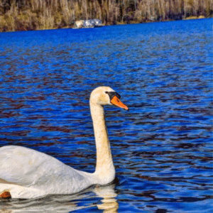 Bodite previdni pri ravnanju z vodnimi pticami v okolici jezer