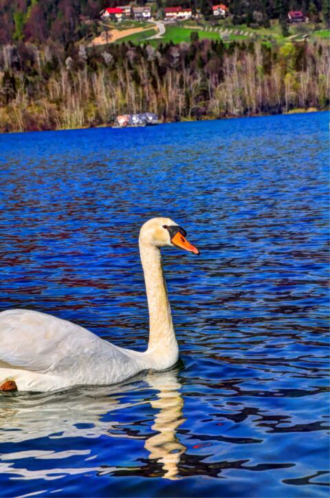 Bodite previdni pri ravnanju z vodnimi pticami v okolici jezer