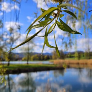 Kam ta konec tedna v Šaleški?
