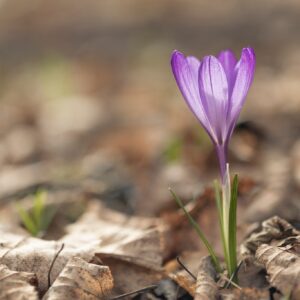 Kam ta konec tedna v Šaleški?