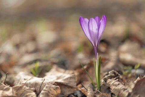 Kam ta konec tedna v Šaleški?